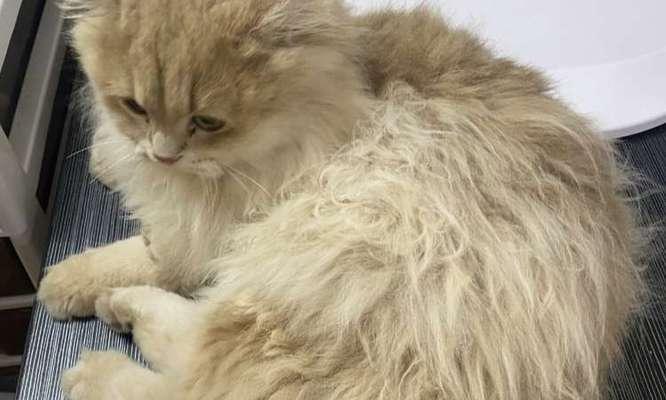 猫咪毛色油亮与饮食关系全攻略|科学喂养让毛发更亮丽(图1) 猫咪毛色油亮与饮食关系全攻略|科学喂养让毛发更亮丽(图1)