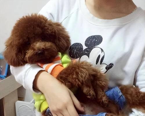 小母泰迪蹭腿行为全攻略|解读狗狗行为背后的原因(图1) 小母泰迪蹭腿行为全攻略|解读狗狗行为背后的原因(图1)