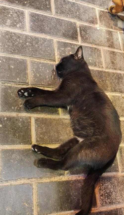 猫咪毛色油亮与饮食关系全攻略|科学喂养让毛发更亮丽(图2) 猫咪毛色油亮与饮食关系全攻略|科学喂养让毛发更亮丽(图2)