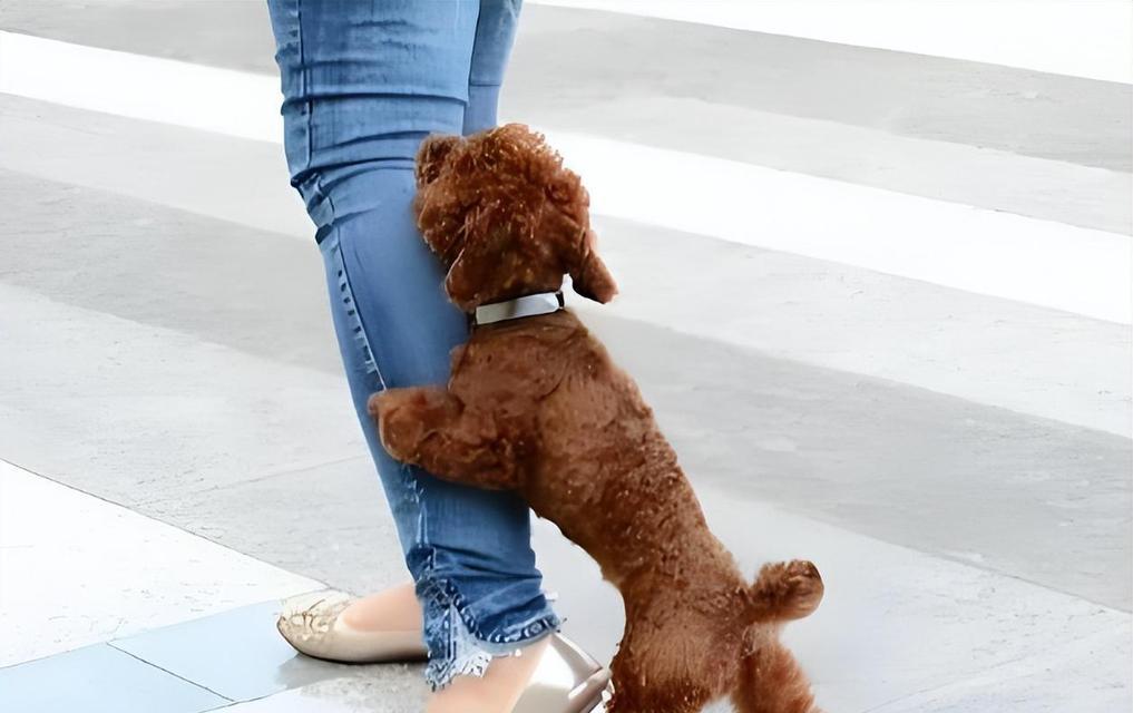 小母泰迪蹭腿行为全攻略|解读狗狗行为背后的原因(图3) 小母泰迪蹭腿行为全攻略|解读狗狗行为背后的原因(图3)