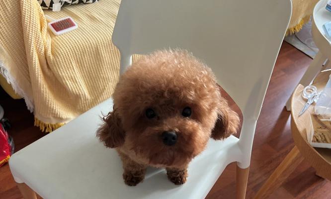 小母泰迪蹭腿行为全攻略|解读狗狗行为背后的原因(图2) 小母泰迪蹭腿行为全攻略|解读狗狗行为背后的原因(图2)