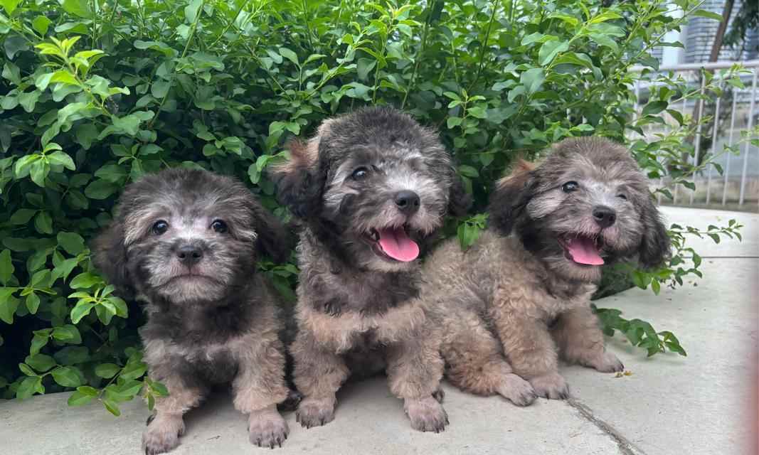 泰迪狗粮拌肉vs拌蔬菜的区别|实用指南(图2) 泰迪狗粮拌肉vs拌蔬菜的区别|实用指南(图2)