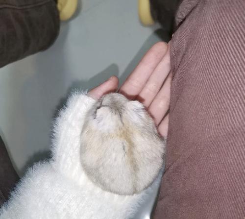 布丁仓鼠背上线条的奥秘|全面解析其成因与意义(图3) 布丁仓鼠背上线条的奥秘|全面解析其成因与意义(图3)