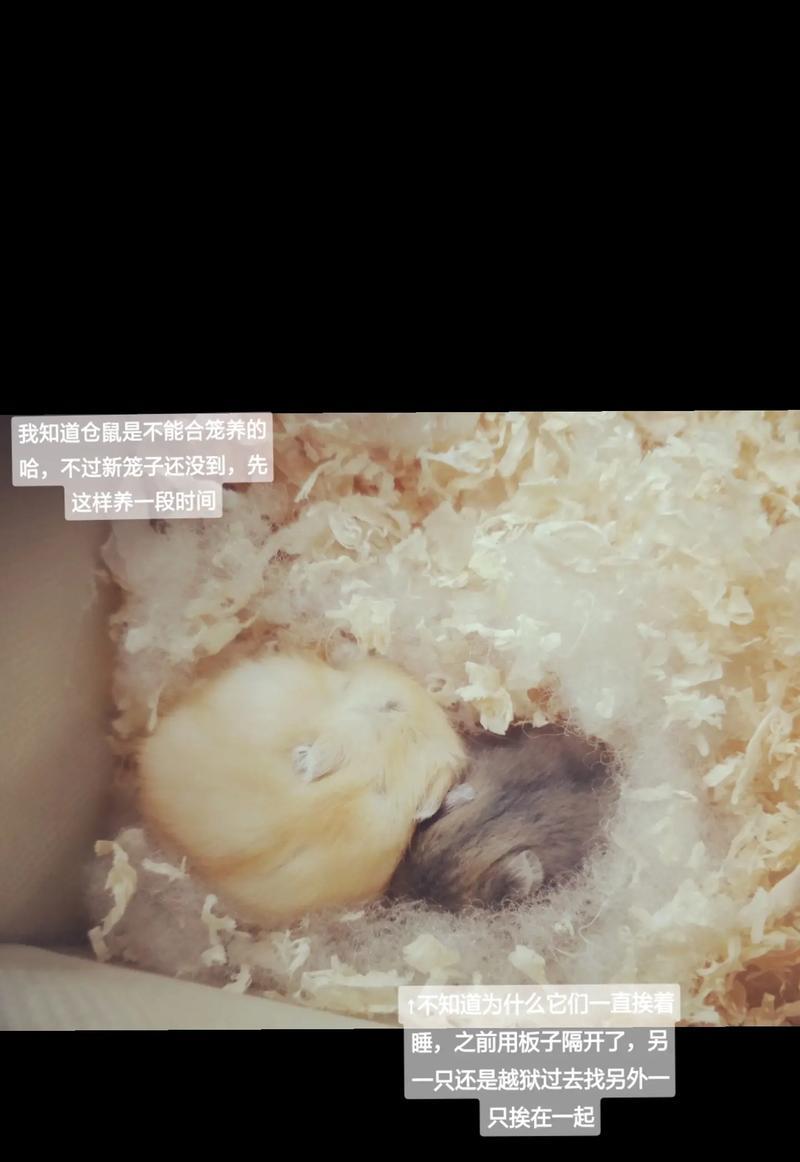 布丁仓鼠背上线条的奥秘|全面解析其成因与意义(图2) 布丁仓鼠背上线条的奥秘|全面解析其成因与意义(图2)