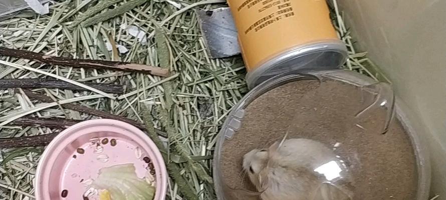 布丁仓鼠背上线条的奥秘|全面解析其成因与意义(图1) 布丁仓鼠背上线条的奥秘|全面解析其成因与意义(图1)