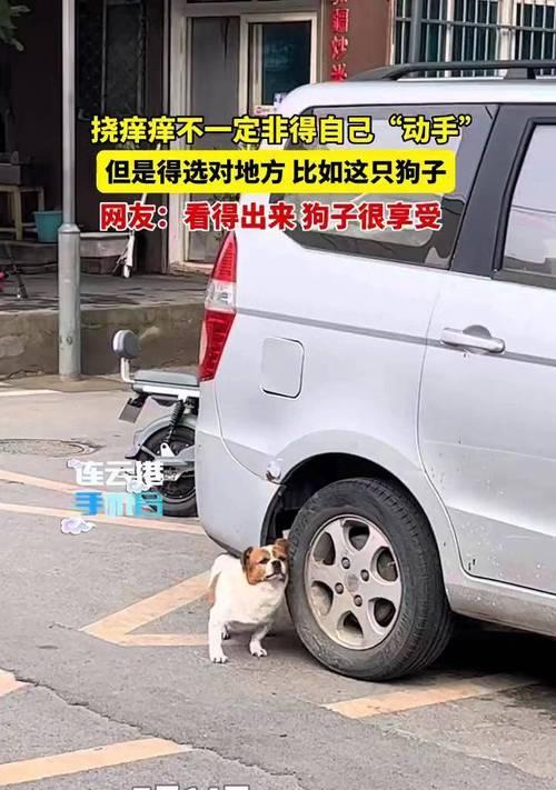 狗狗喜欢被挠下巴的原因|实用指南(图1) 狗狗喜欢被挠下巴的原因|实用指南(图1)