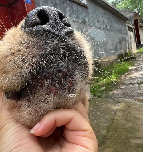 狗狗喜欢被挠下巴的原因|实用指南(图2) 狗狗喜欢被挠下巴的原因|实用指南(图2)