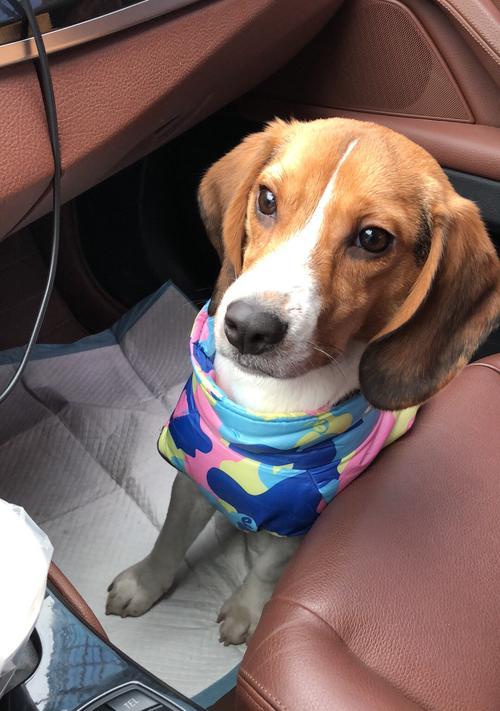 比格犬饮食管理全攻略｜科学喂养提升体质活力