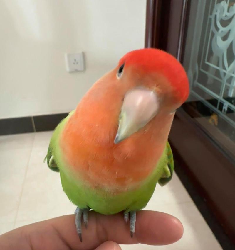 红牡丹鹦鹉名字选择指南｜实用技巧与个性命名全攻略(图3)