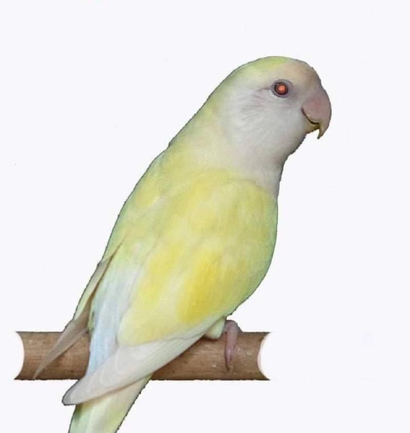 红牡丹鹦鹉名字选择指南｜实用技巧与个性命名全攻略