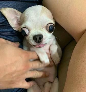 怀孕吉娃娃抖动原理与心理影响全攻略｜缓解压力神器(图3)