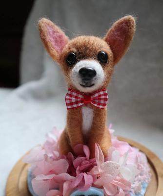 怀孕吉娃娃抖动原理与心理影响全攻略｜缓解压力神器(图2)