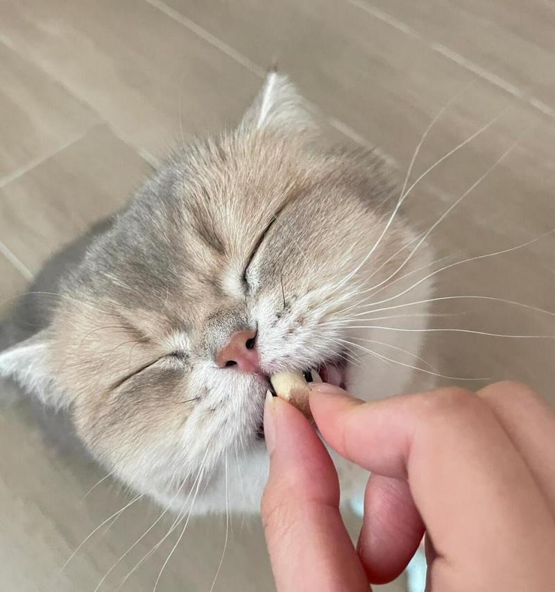 小猫饮食需求与喂养方式全攻略｜科学喂养助健康成长(图2)