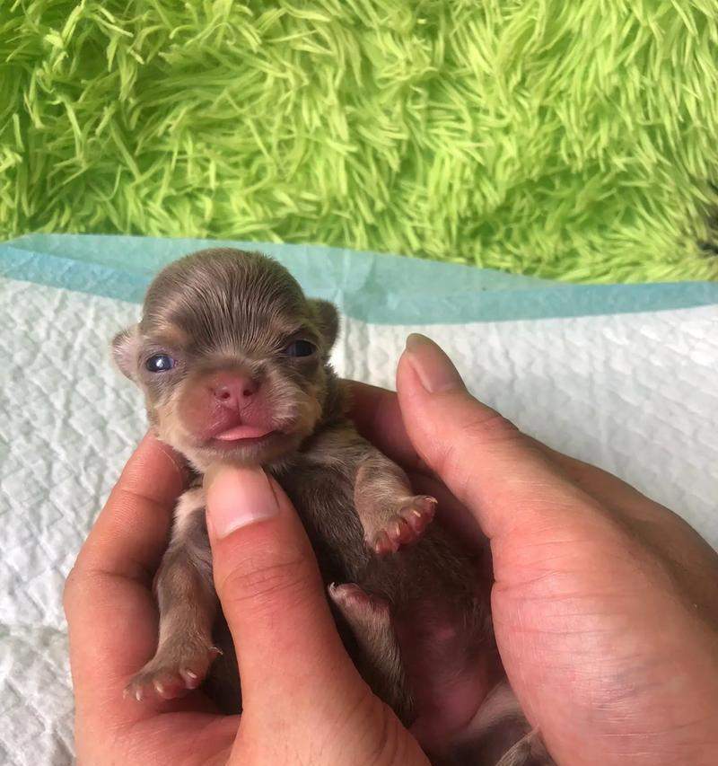 怀孕吉娃娃抖动原理与心理影响全攻略｜缓解压力神器