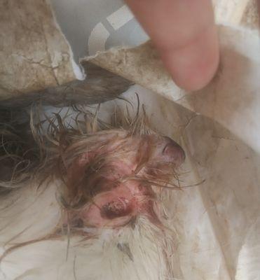 狗安乐死全攻略｜如何尊严离别爱犬(图3)