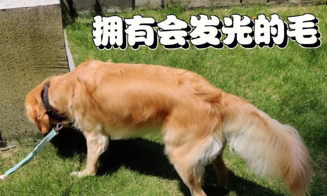 边牧美毛饮食秘籍｜科学喂养让毛发更亮丽(图3)