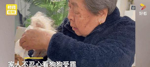 狗安乐死全攻略｜如何尊严离别爱犬