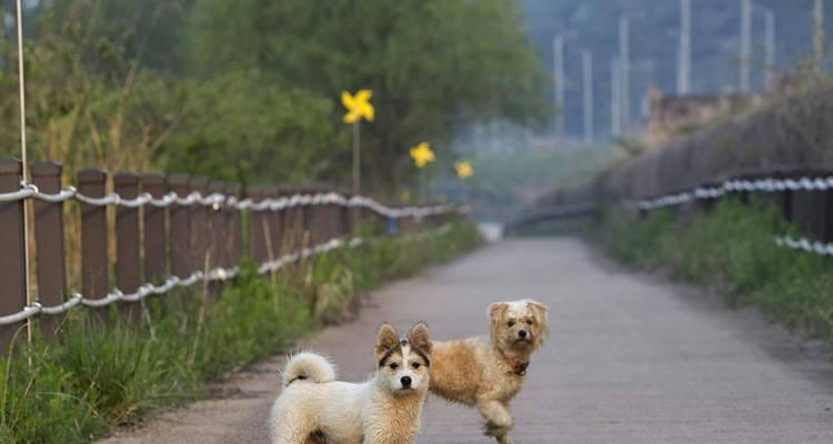 小狗摇尾巴的真正含义｜实用指南全解(图2)