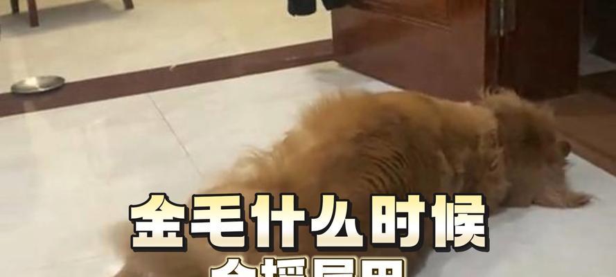 小狗摇尾巴的真正含义｜实用指南全解(图3)