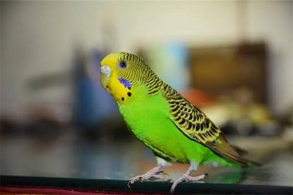 虎皮鹦鹉肥胖的危害 虎皮鹦鹉太胖了会怎样|健康养护实用指南(图2)