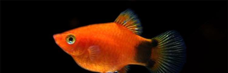 斗鱼繁殖之道全攻略｜观赏鱼繁殖技巧与实践(图3)