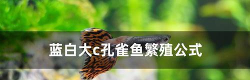 斗鱼繁殖之道全攻略｜观赏鱼繁殖技巧与实践(图1)