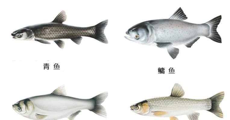 斗鱼繁殖之道全攻略｜观赏鱼繁殖技巧与实践(图2)