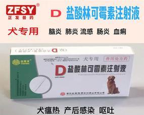 狗狗吃多了呕吐怎么办？实用指南｜快速缓解呕吐症状(图1)