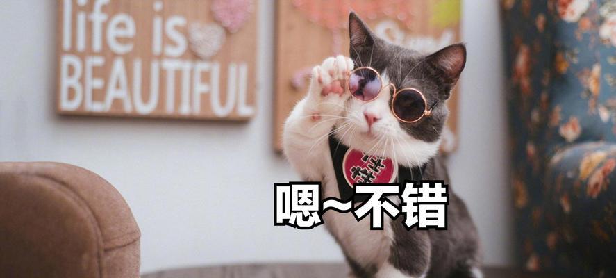 猫的预兆全攻略：探索神秘预知能力与人生指引(图2)