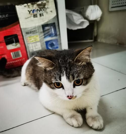 猫的预兆全攻略：探索神秘预知能力与人生指引(图1)