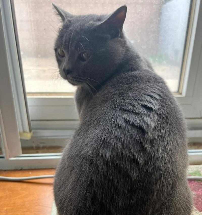 猫咪长时间不动的原因及解决方法｜宠物护理实用指南(图3)