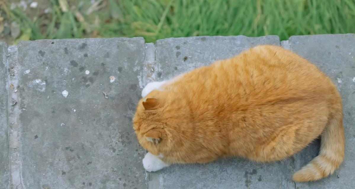 猫咪长时间不动的原因及解决方法｜宠物护理实用指南(图2)