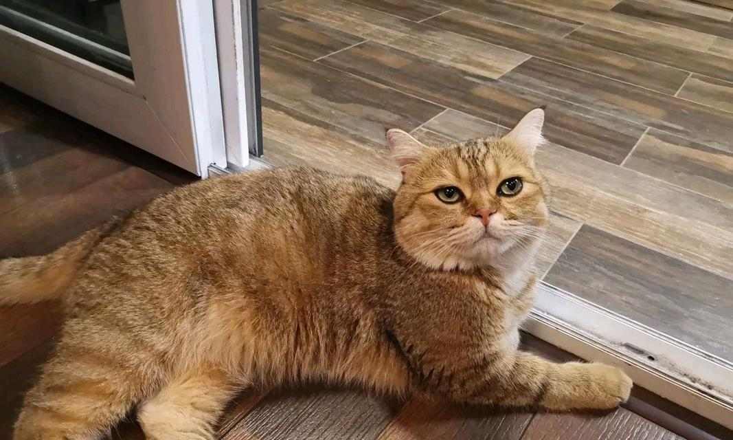 猫咪长时间不动的原因及解决方法｜宠物护理实用指南(图1)