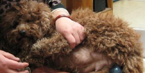 狗狗产仔注意事项全攻略|母狗宝宝健康守护指南(图1) 狗狗产仔注意事项全攻略|母狗宝宝健康守护指南(图1)