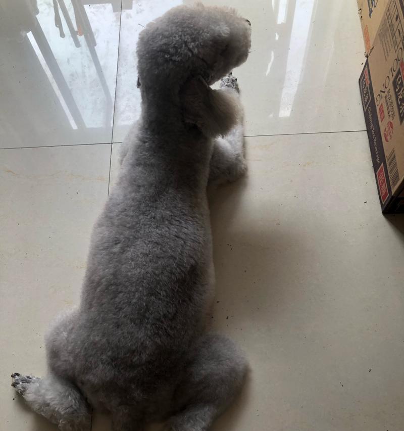 狗狗产仔注意事项全攻略|母狗宝宝健康守护指南(图2) 狗狗产仔注意事项全攻略|母狗宝宝健康守护指南(图2)