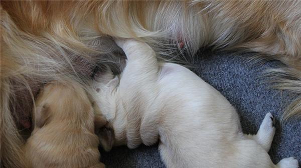 狗狗产仔注意事项全攻略|母狗宝宝健康守护指南(图3) 狗狗产仔注意事项全攻略|母狗宝宝健康守护指南(图3)