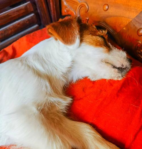 狗狗必打疫苗全攻略｜保护健康的关键措施