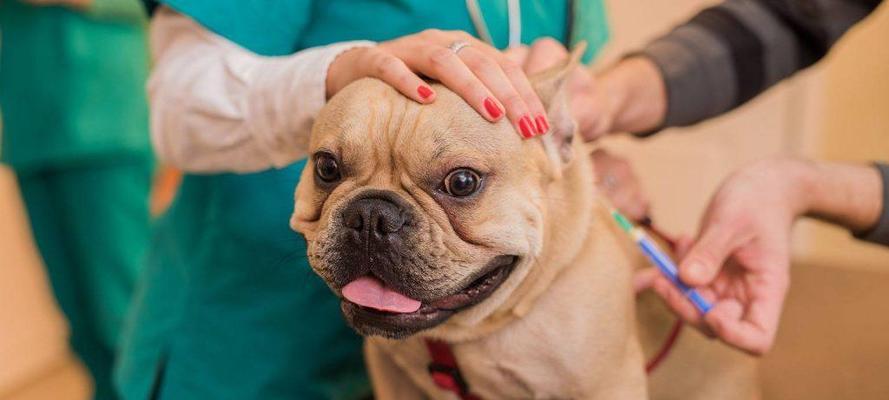 狗狗必打疫苗全攻略｜保护健康的关键措施(图3)