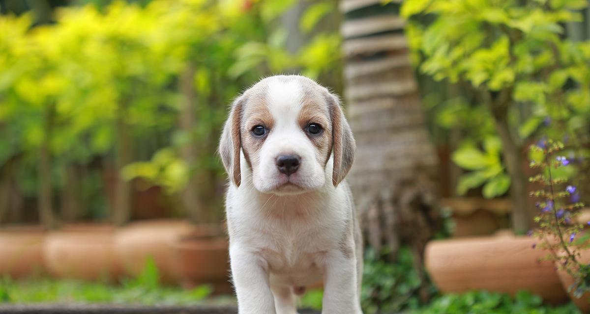 狗狗必打疫苗全攻略｜保护健康的关键措施(图2)