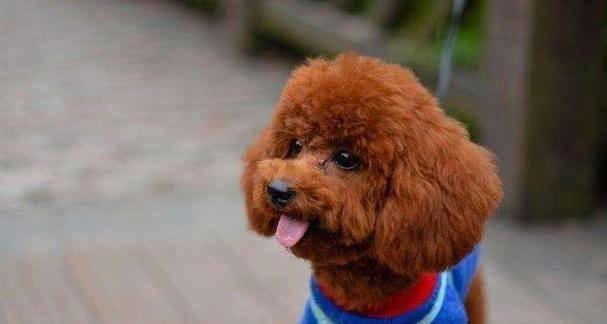 母狗孕期饮食指南|科学喂养助她健康怀孕(图3) 母狗孕期饮食指南|科学喂养助她健康怀孕(图3)