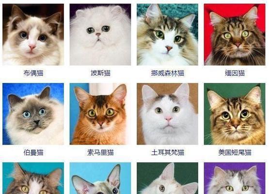 了解猫的品种多样性|宠物猫品种特点全攻略(图3) 了解猫的品种多样性|宠物猫品种特点全攻略(图3)