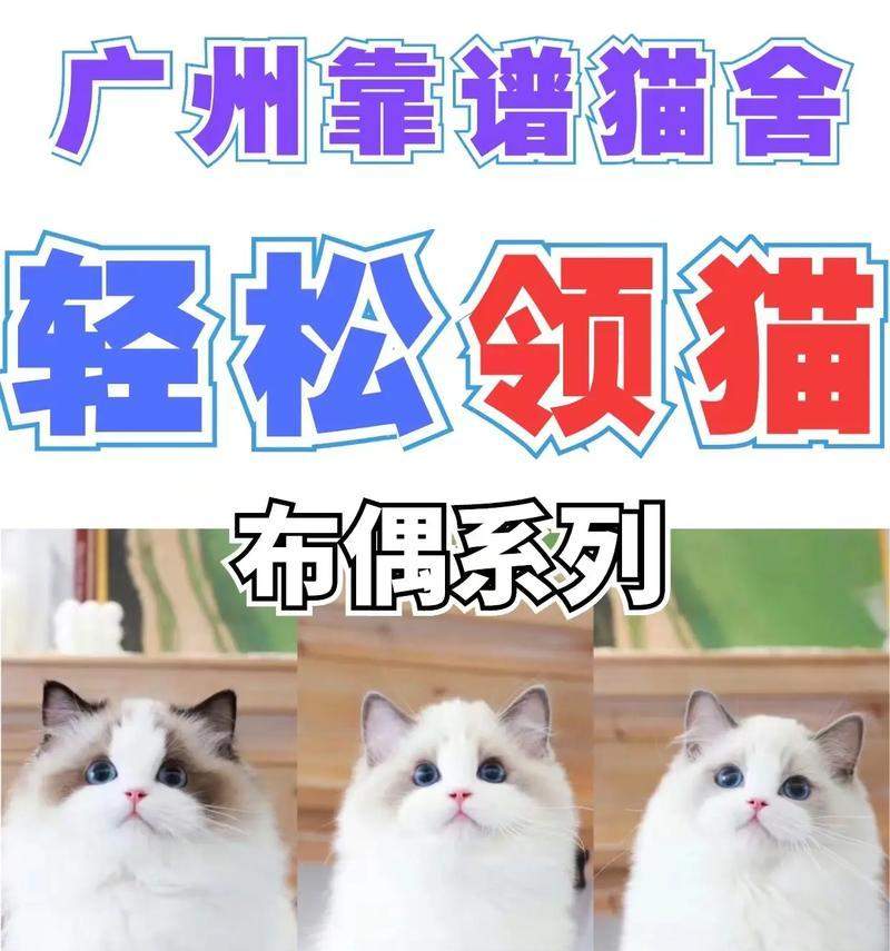 了解猫的品种多样性｜宠物猫品种特点全攻略