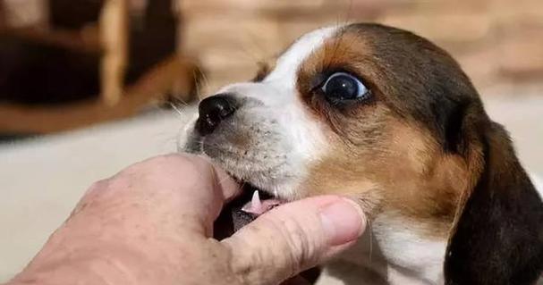 深情不渝|与爱犬的深度情感全攻略(图2) 深情不渝|与爱犬的深度情感全攻略(图2)