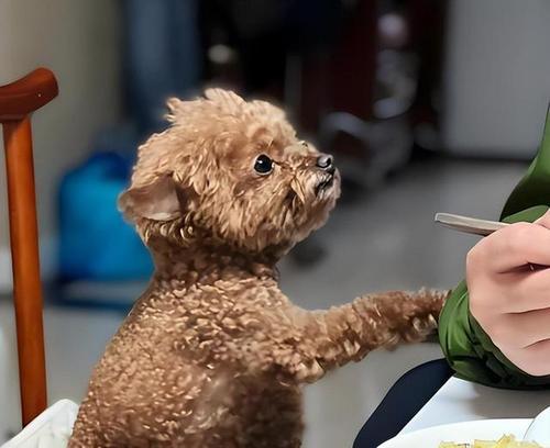 深情不渝|与爱犬的深度情感全攻略(图3) 深情不渝|与爱犬的深度情感全攻略(图3)