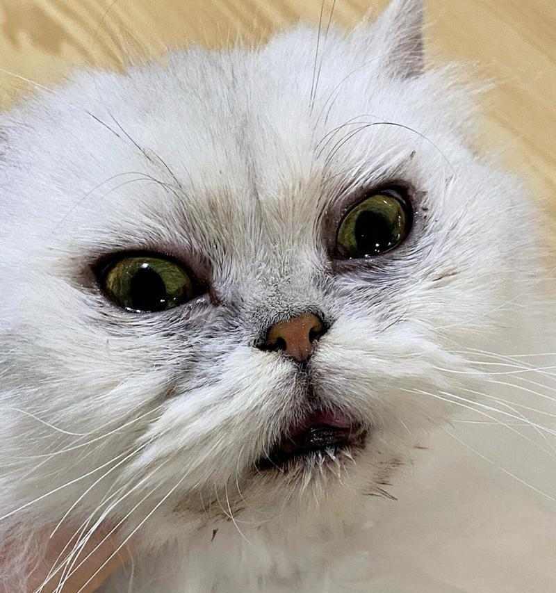 猫眼皮白色物质原因与处理方法｜宠物眼部护理全攻略(图1)