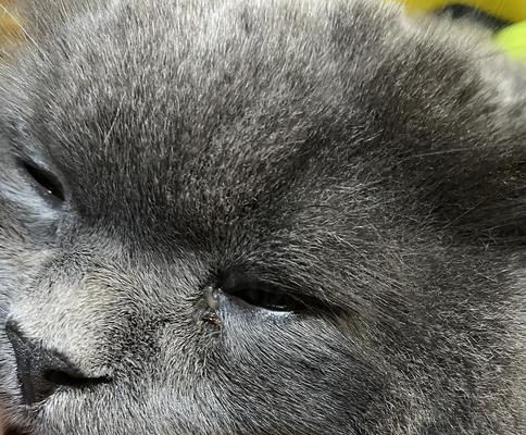 猫眼皮白色物质原因与处理方法｜宠物眼部护理全攻略(图2)