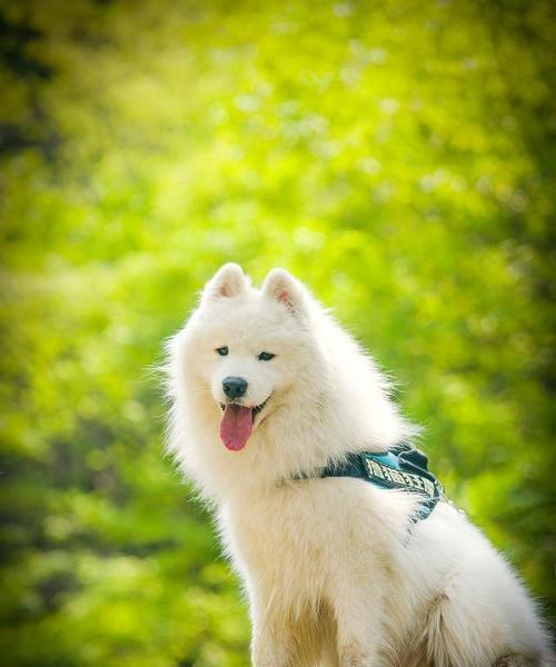 萨摩耶理想饮食全攻略｜科学喂养关键技巧