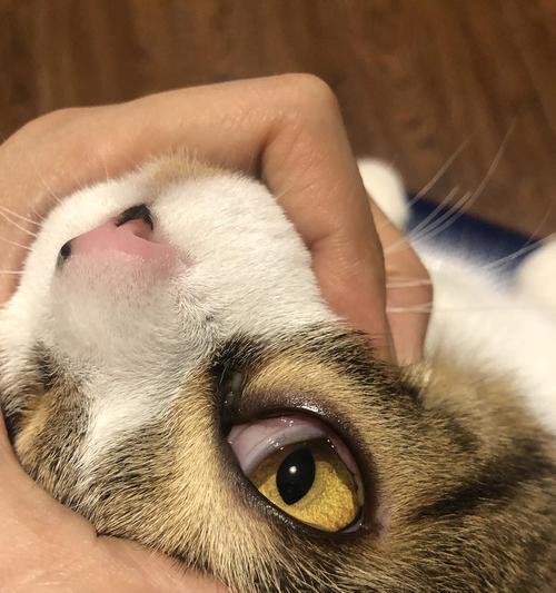 猫眼皮白色物质原因与处理方法｜宠物眼部护理全攻略(图3)