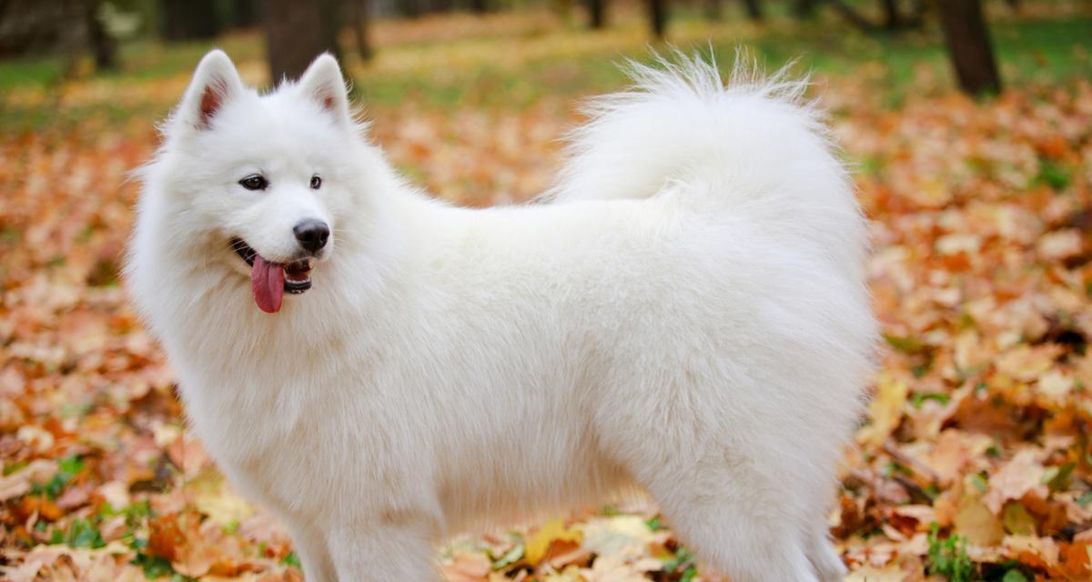 萨摩耶理想饮食全攻略|科学喂养关键技巧(图2) 萨摩耶理想饮食全攻略|科学喂养关键技巧(图2)