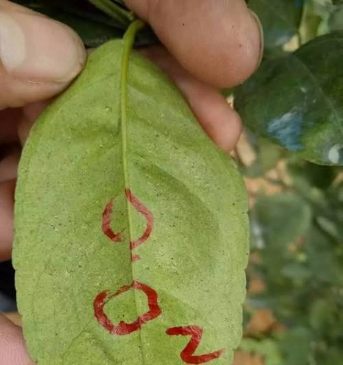 蜘蛛蜕皮后死亡原因全攻略｜生命周期关键环节解析(图1)